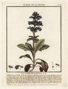Pyramidaalinen sipuli, Ajuga pyramidalis. tekijältä Unbekannter Künstler