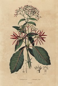 Kiniini, Cinchona officinalis 1 ja Ladenbergia oblongifolia, herkkä, 2 tekijältä Unbekannt