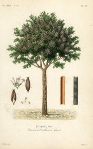 Kiniini tai cinchona-kuori, Cinchona officinalis, Cinchona condaminea, Quinquina grey tekijältä Unbekannt