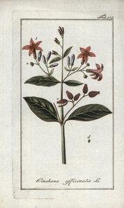 Quinquina (Cinchona officinalis). Litografia Johannes Zornin (1739-1799) teoksesta "Afbeelding der Artseny-Gewassen", Alankomaat. tekijältä Unbekannter Künstler