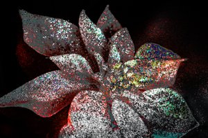 Rainbow Poinsettia rakkaani, 2017 (uudelleenmaalattu valokuva) tekijältä Unbekannter Künstler