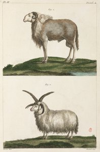 Rams tekijältä Unbekannt