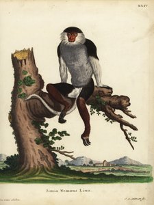 Punakylkinen douc, Pygathrix nemaeus. Uhanalainen. Simia nemaeus Linn. Johann Sebastian Leitnerin käsin tekemä kuparikaiverrus Jacques de Seven kuvituksen mukaan Johann Christian Daniel Schreberin teoksesta Animal Illustrations after Nature eli Schre tekijältä Unbekannter Künstler