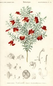 Punainen leschenaultia, Leschenaultia formosa., 1849 (kaiverrus) tekijältä Unbekannter Künstler