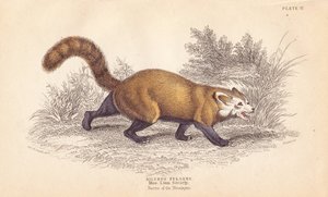 Punainen panda, Ailurus fulgens. Haavoittuva. Linnean Society Museum of the Museum of the Linnean Society -museossa olevasta yksilöstä. Lizarsin käsin värjätty teräskaiverrus Charles Hamilton Smithin kuvituksen mukaan William Jardine