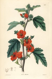 Punainen violetti - pallomalva, Sphaeralcea miniata (Malva miniata). Weddellin käsin tekemä kuparikaiverrus Edwin Dalton Smithin mukaan, John Lindleyn ja Robert Sweetin teoksesta Ornamental Flower Garden and Shrubbery, G. Willis, Lontoo. tekijältä Unbekannter Künstler