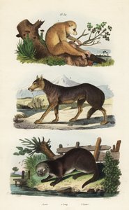 Punainen hoikka loris, Loris tardigradus uhanalainen 1, susi, Canis lupus 2 ja saukko, Lutra lutra 3 tekijältä Unbekannt