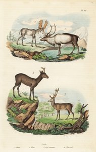 Poro, Rangifer tarandus 1, hirvi, Alces alces 2, punahirvi, Cervus elaphus 3 ja euroopan kauri, Capreolus capreolus 4 tekijältä Unbekannt
