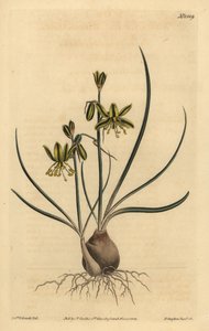 Riband albuca, Albuca vittata tekijältä Unbekannt