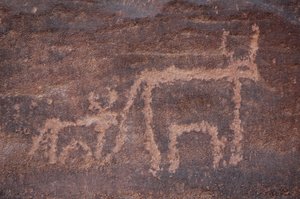 Kalliotaide, esihistoria: Lehmän ja sen vasikan kaiverrus Uweinatin vuoristossa, Egyptissä. (Ajanjakso 8000-3000 vuotta eKr.). Valokuvaus tekijältä Unbekannt