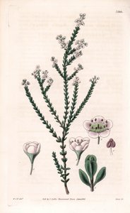 Rock thryptomene, Thryptomene saxicola (Lounais-Australian kalliopensas) (Stony baeckea, Baeckea saxicola). Swanin käsin tekemä kuparikaiverrus William Jackson Hookerin kuvituksen mukaan Samuel Curtisin "Botanical Magazine" -lehdestä, Lontoo. tekijältä Unbekannter Künstler