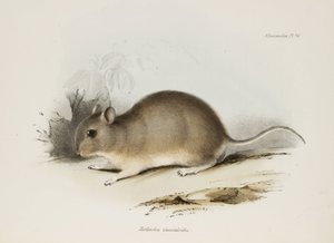 Jyrsijä, n. 1832-1836 tekijältä Unbekannter Künstler
