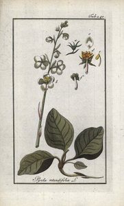 Pyrola rotundifolia (Pyrola rotundifolia). Litografia Johannes Zornin (1739-1799) teoksesta "Afbeelding der Artseny-Gewassen", Alankomaat. tekijältä Unbekannter Künstler