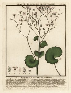 Pyöreälehtinen saksifrage, Saxifraga rotundifolia. tekijältä Unbekannter Künstler