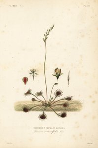 Pyöreälehtinen aurinkokaste, Drosera rotundifolia, Droserie a feuilles rondes tekijältä Unbekannt