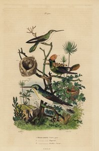 Rufous pyrstökollibri, Amazilia tzacatl, tufted coquette, Lophornis ornatus ja mustakorvakeiju, Heliothryx auritus Harmavatsainen kolibri, harjakaulus, taivaansiniset korvat tekijältä Unbekannt