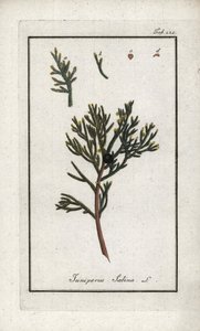 Sabine-kataja (Juniperus sabina). Litografia Johannes Zornin (1739-1799) teoksesta "Afbeelding der Artseny-Gewassen", Alankomaat. tekijältä Unbekannter Künstler