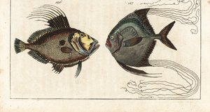 Saint stone (tai merikana, doree tai zee) - cobbler thread (tai höyhenkarangue) - John Dory, Zeus faber 126, ja African pompano, Alectis ciliaris 127. Käsinvärjätty kuparipiirros Gottlieb Tobias Wilhelmin luonnonhistoriallisesta tietosanakirjasta: Fish, tekijältä Unbekannter Künstler