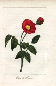 Scarlet Provencen vaaleanpunainen, Provinsin ruusu, Rosa gallica. Neiti Prudhommen kuvasta "Hommage rendu a la Rose" (Hommage rendu a la Rose), Pariisi, noin 1815, käsin tehty kuparikaiverrus. Lahjakirja, jossa on ruusun historiaa ja kymmenkunta kasvitiete tekijältä Unbekannter Künstler