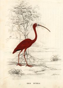 Punarintainen ibis, Eudocimus ruber (Ibis rubra). Käsinväritetty teräskaiverrus Georg Friedrich Treitschken luonnonhistoriallisesta galleriasta, Naturhistorischer Bildersaal des Thierreiches, Liepzig. tekijältä Unbekannter Künstler