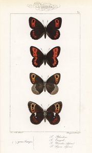 Scotch argus, Erebia aethiops, iso rengaslintu, Erebia euryale, syysrengaslintu, Erebia neoridas (vatsanpuoleinen), ja Arran brown, Erebia ligea (vatsanpuoleinen). Pauquet