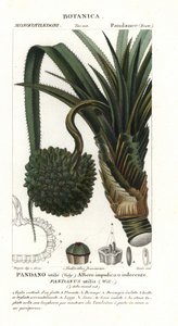 Ruuvimänty, Pandanus utilis tekijältä Unbekannter Künstler