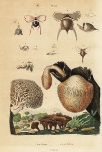 Merietanat, Diacavolinia limbata ja Diacria trispinosa 1-10 sekä hydnum sienet, siilisieni, Hydnum repandum 14, korallihammassieni, Hericium coralloides 12 jne. tekijältä Unbekannt