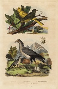 Sihteerilintu, Sagittarius serpentarius, villi ja kesy kanarialintu, Serinus canaria tekijältä Unbekannt