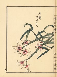 Sekkoku, Mohlin dendrobium tai japanilainen kiviorkidea, Dendrobium moniliforme. Kono Bairein käsin värjätty puupiirros teoksesta Kusa Bana Hyakushu (Sata kukkalajiketta), Tokio, Yamada. tekijältä Unbekannter Künstler