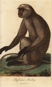 Semnopitheque entelle - Harmaa languuri tai Hanuman-languuri, Semnopithecus entellus (Dufresnen apina, Simia entellus) - J. Passin käsin värjätty kuparipiirros Jean Baptiste Audebertin kuvituksen mukaan Ebenezer Siblyn Universal System of Natu tekijältä Unbekannter Künstler