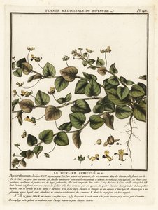 Sharpleaf cancerwort, Kickxia elatine. tekijältä Unbekannter Künstler
