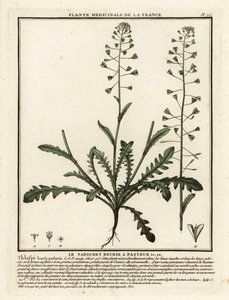 Paimenen kukkaro, Capsella bursa-pastoris. tekijältä Unbekannter Künstler