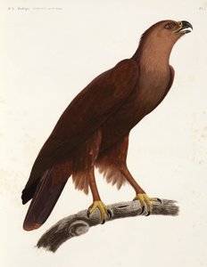 Shrill Eagle, Egypti tekijältä Unbekannter Künstler