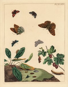 Hopeapyyhkäisyperhonen, Argynnis paphia, metsäperhonen, Adscita statices, L. tai karviaisperhonen, Halia vauaria, pieni kupariperhonen, Lycaena phlaeas, räikeä kippuraperhonen, Erynnis tages, ja karviaisperhonen, Ribes grossularia. Käsin värjätyt litografi tekijältä Unbekannter Künstler