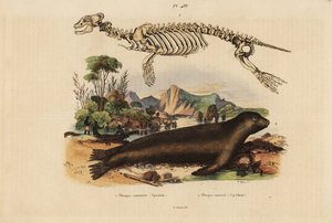 Phoca vitulina 1:n ja Australian merileijonan Neophoca cinerea 2:n luuranko tekijältä Unbekannt