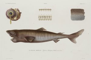 Unihai, Islanti, 1800-luvun alku tekijältä Unbekannter Künstler