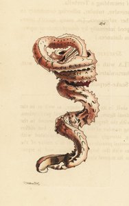Viiltomadon kuori, Tenagodus anguinus (Muricated serpula, Serpula muricata). Richard Polydore Nodderin piirtämä ja kaiverrettu kuva. Käsinväritetty kuparikaiverrus George Shaw