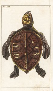 Snack Turtle or Scale Turtle - Strong Water Gottlieb Tobias Wilhelm (1758-1811), Encyclopedie of Natural History: Amphibians tekijältä Unbekannter Künstler