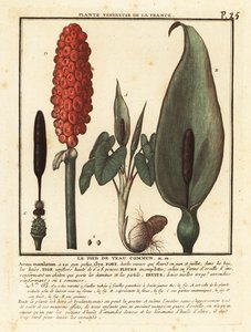 Snakeshead, Arum maculatum. tekijältä Unbekannter Künstler