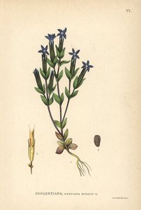 Lumisentian, Gentiana nivalis tekijältä Unbekannter Künstler