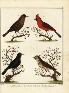 Laululinnut: satakieli, punainen lintu, musta lintu ja sammas. 1792 (kaiverrus) tekijältä Unbekannter Künstler