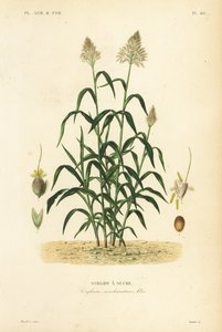 Sarghum Grass, Great Millet, Durr, Jowari Or Milo, Sarghum Biklar, Sarghum Sancharatum, Sarghum A Sukra tekijältä Unbekannt