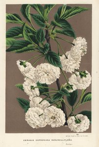 Hapankirsikkapuu, Prunus cerasus (caproniana ranunculiflora). Käsin väritetty litografia Louis van Houtten ja Charles Lemairen teoksesta Flowers of the Gardens and Hothouses of Europe, Flore des Serres et des Jardins de l
