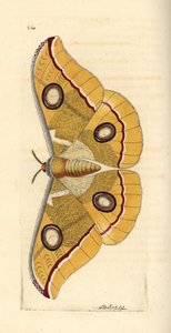 Etelä-Intian pieni tussore, Antheraea paphia (Phalaena paphia). Richard Polydore Nodderin piirtämä ja kaiverrettu kuvitus. Käsinväritetty kuparikaiverrus George Shaw