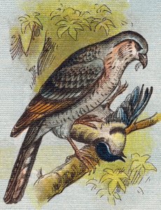 Varpunen. Kaiverrus "Alphabet de ma petite fille". Bernardin-Bechet ja Fils, kirjakauppias-kustantajat, Pariisi, noin 1895. Rikkoutumaton albumi kankaalle. Bibliotheque des Bebes. 12 sivua. Albumi, joka sisältää lukumenetelmän ja havainnollisen abeceedaryn tekijältä Unbekannt