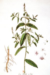 Spearmint tekijältä Unbekannter Künstler