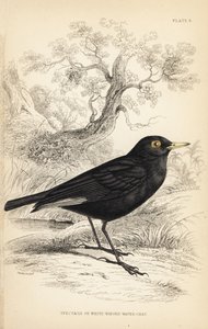 Spectacled tyrant, Hymenops perspicillatus (Spectacle or white-winged water-chat, Perspicilla leucoptera). William Lizarsin käsin väritetty teräskaiverrus William Swainsonin kuvituksen mukaan Sir William Jardinen Naturalist