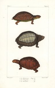 Täpläjalkainen kilpikonna, Rhinoclemmys punctularia 1, Intian läppäkilpikonna, Lyssemys punctata 2, ja Pohjois-Afrikan kypäräkilpikonna, Pelomedusa subrufa olivacea. Davidin käsin tekemä kuparikaiverrus Jean-Gabriel Pretren Bernissä tekemän kuvituksen muka tekijältä Unbekannter Künstler