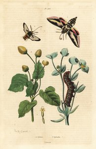 Spurge-haukkakoi, Hyles euphorbiae ja toukka 1, hornet koi, Sesia apiformis 2 ja hammassärkykasvi, Spilanthes-lajit tekijältä Unbekannt