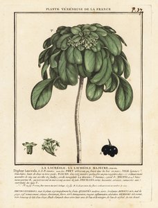 Spurge Laurel, Daphne Laureola. tekijältä Unbekannter Künstler